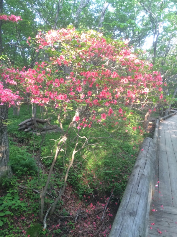 No.1017：木立のツツジ