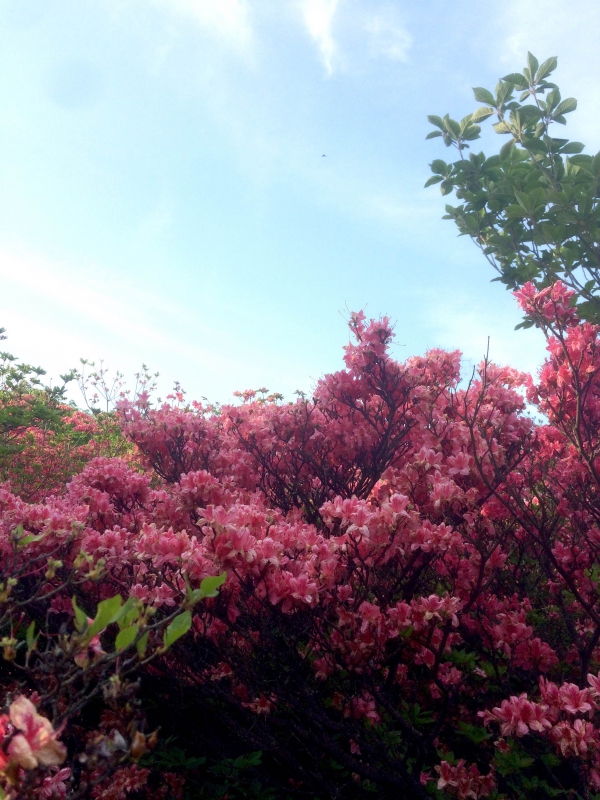 群生するツツジ