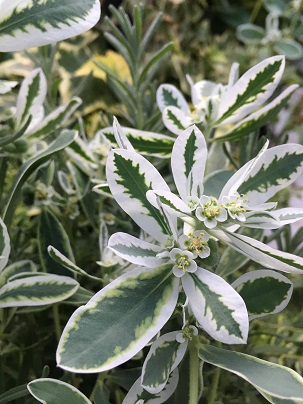 No.1037：夏のガーデニングおススメ草花vol.1　ハツユキソウ