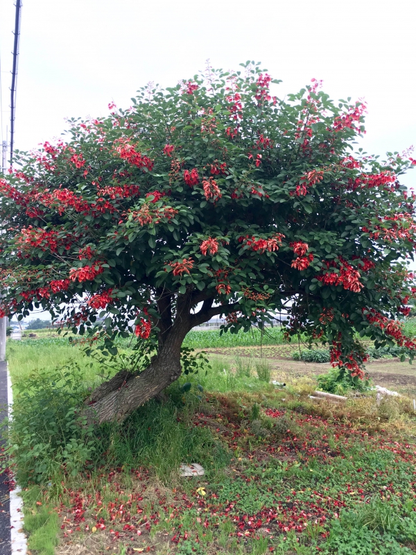 枝をいっぱいに広げるアメリカデイゴ 枝をいっぱいに広げるアメリカデイゴ