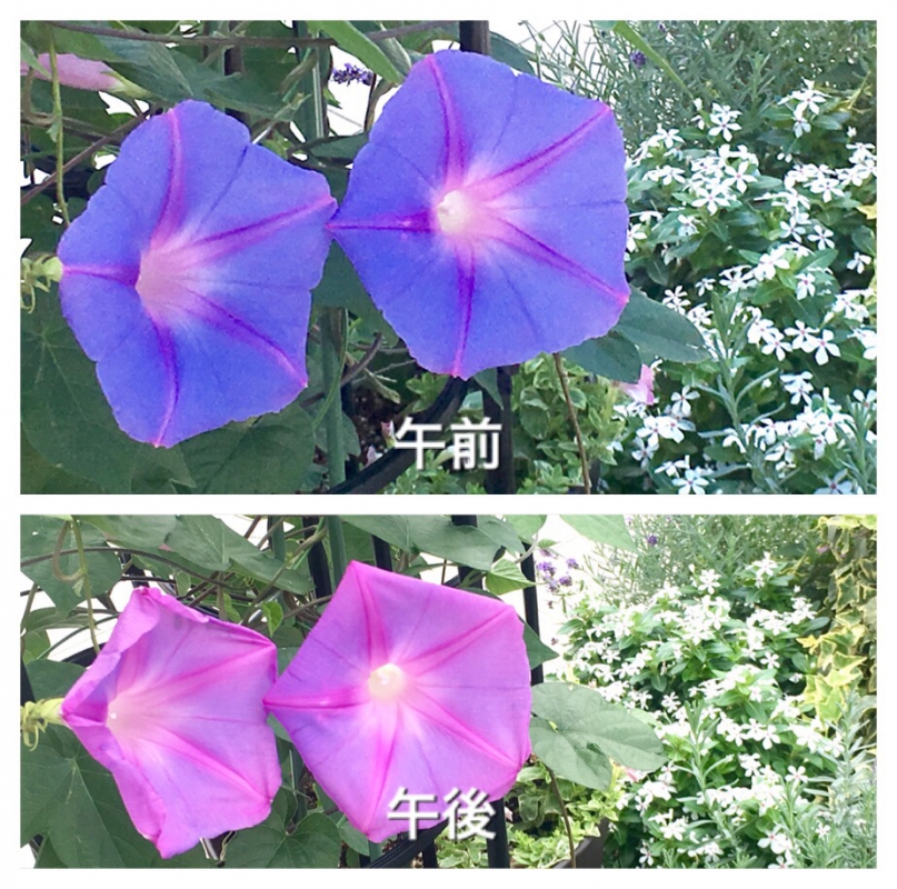 時間帯で色の違うケープタウンブルー 時間帯で色の違うケープタウンブルー