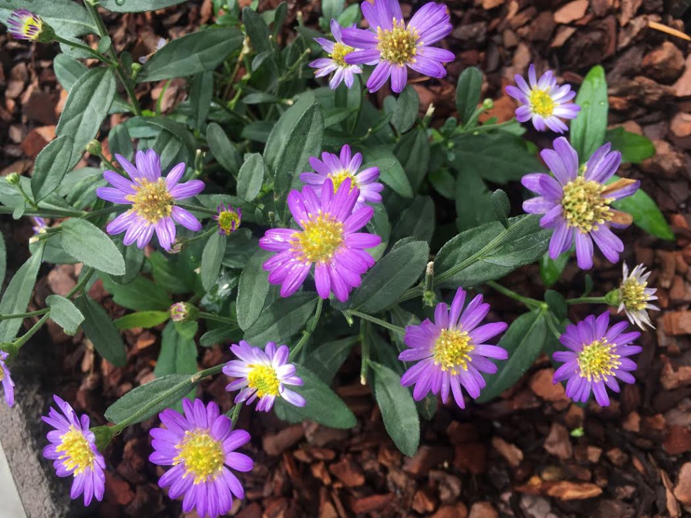 No.1043：初秋のガーデニングおススメ草花vol.3 野紺菊