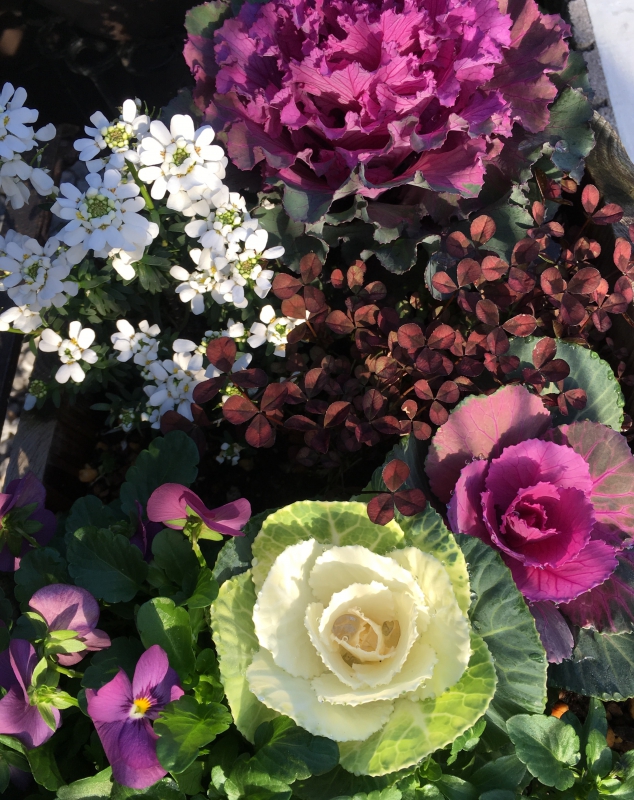 No.1052：冬のガーデニングおススメ草花vol.3 葉牡丹