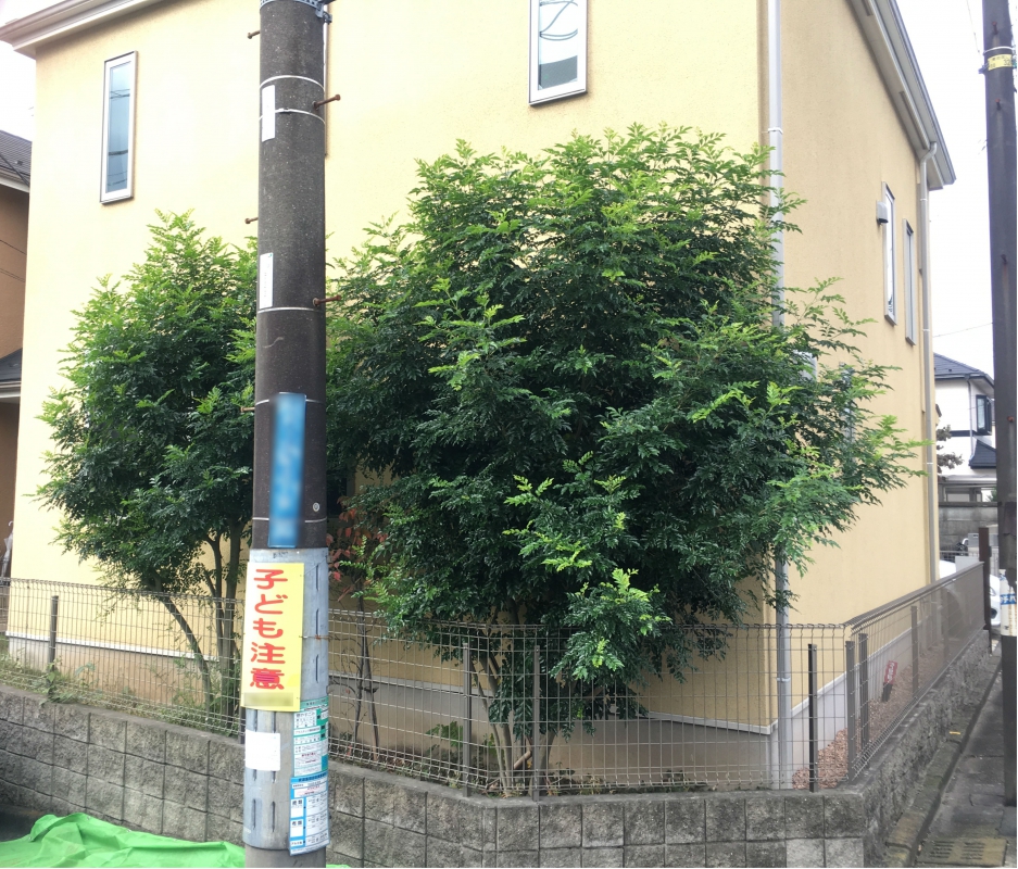 No.1054：シマトネリコの剪定