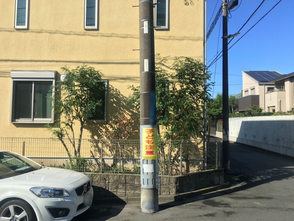 剪定後のシマトネリコ(正面)