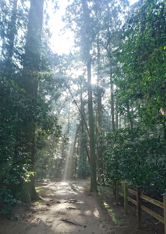 No.1055：荘厳さと神秘性