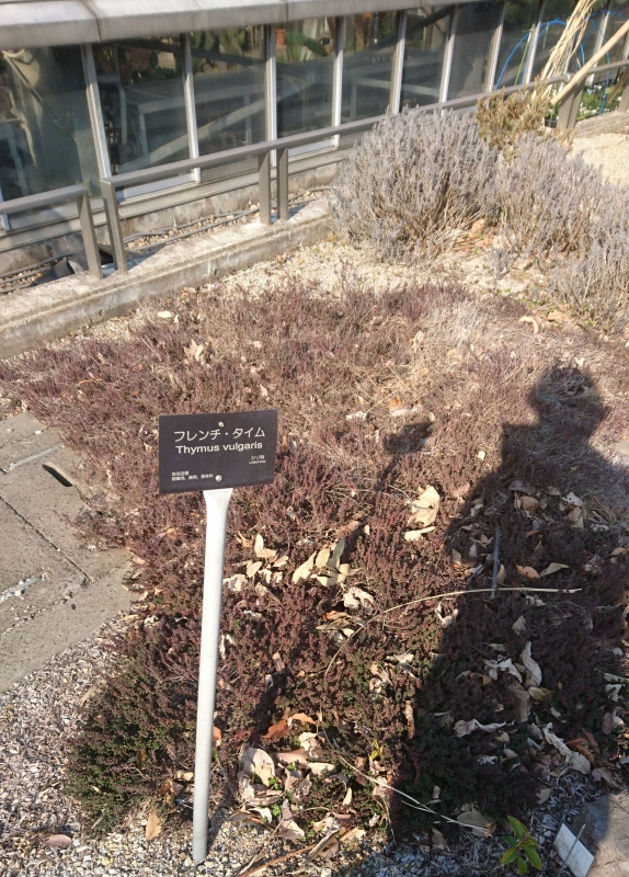 No.1056：冬の植物園に行ってきました!
