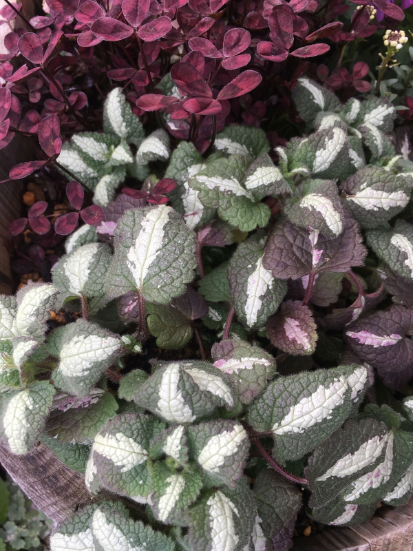 No.1057：春のガーデニングおススメ草花 vol.4 ラミュウム