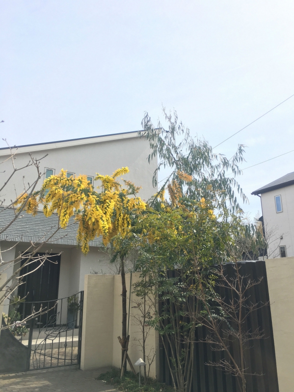 No.1058：ギンヨウアカシア