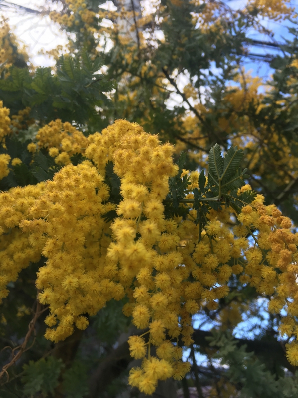 ギンヨウアカシア: 花