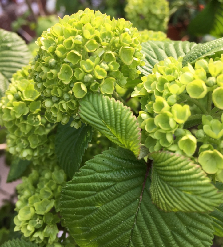 No.1064：春のガーデニングおススメ草花　Vol.5 オオデマリ