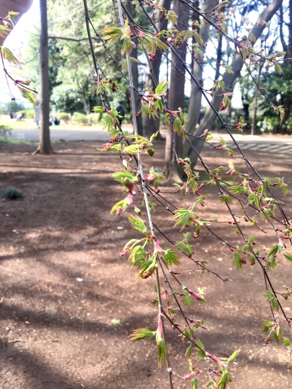 モミジの新芽 モミジの新芽