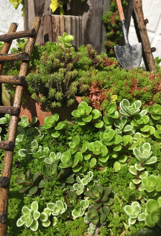 No.1066：春のガーデニングおススメ草花　vol.6　セダム