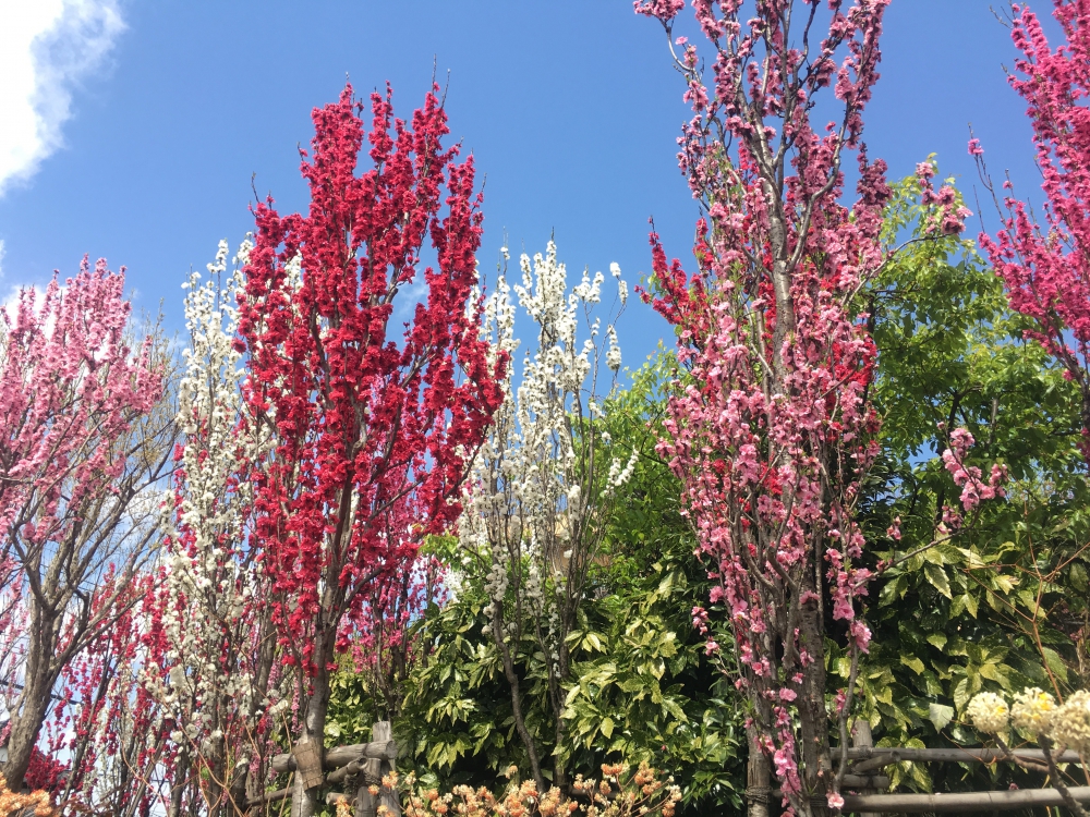 No.1067：ハナモモの花