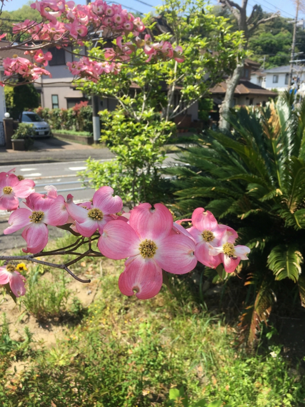 花びらの模様も美しいハナミズキ 花びらの模様も美しいハナミズキ
