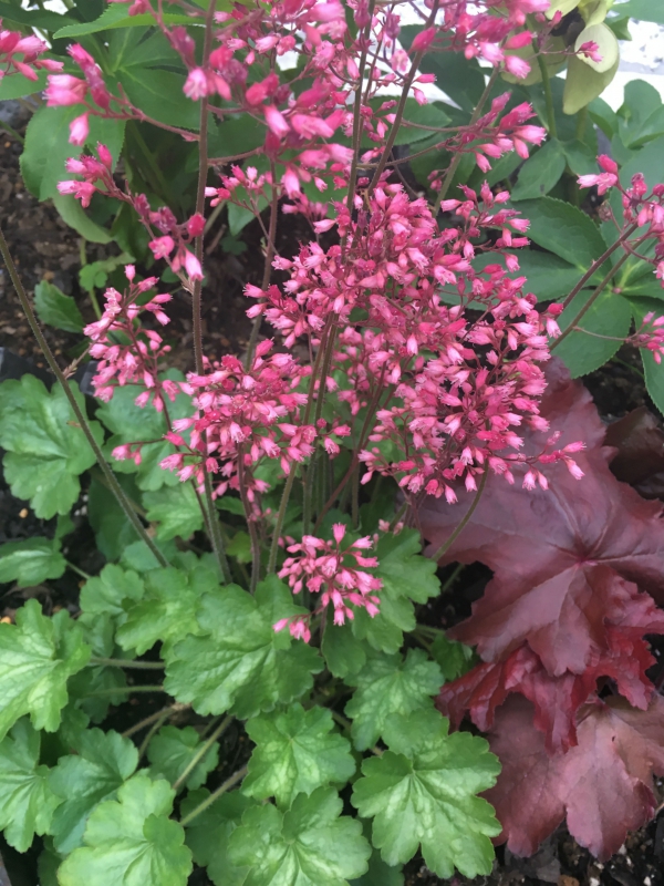 No.1070：5月のガーデニングおススメ草花　vol.7　ヒューケラ