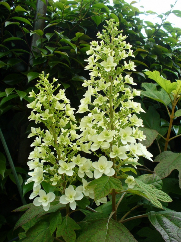 No.1072：6月のガーデニングおススメ草花　vol.8　 カシワバアジサイ