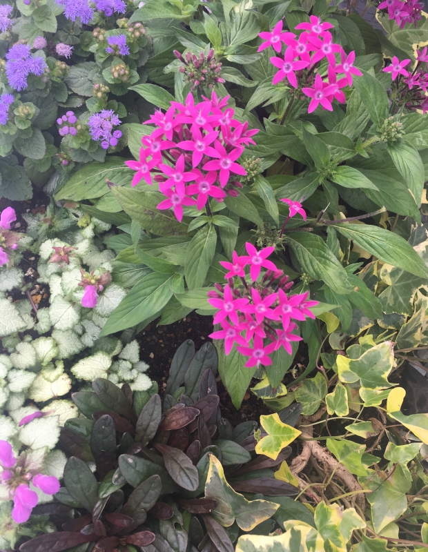 No.1073：7月のガーデニングおすすめ草花　VOL.9