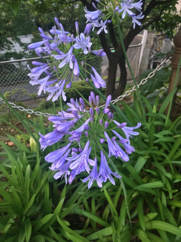 No.1074：アガパンサスの花