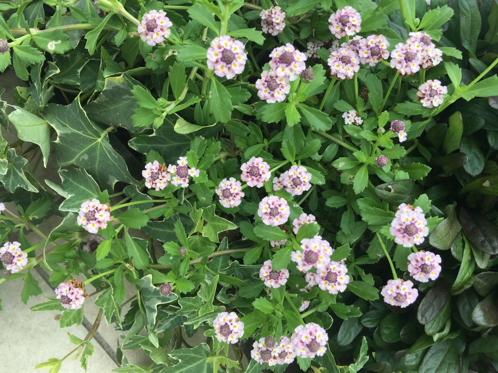 No.1075：おすすめ草花vol.10　”ヒメイワダレソウ”