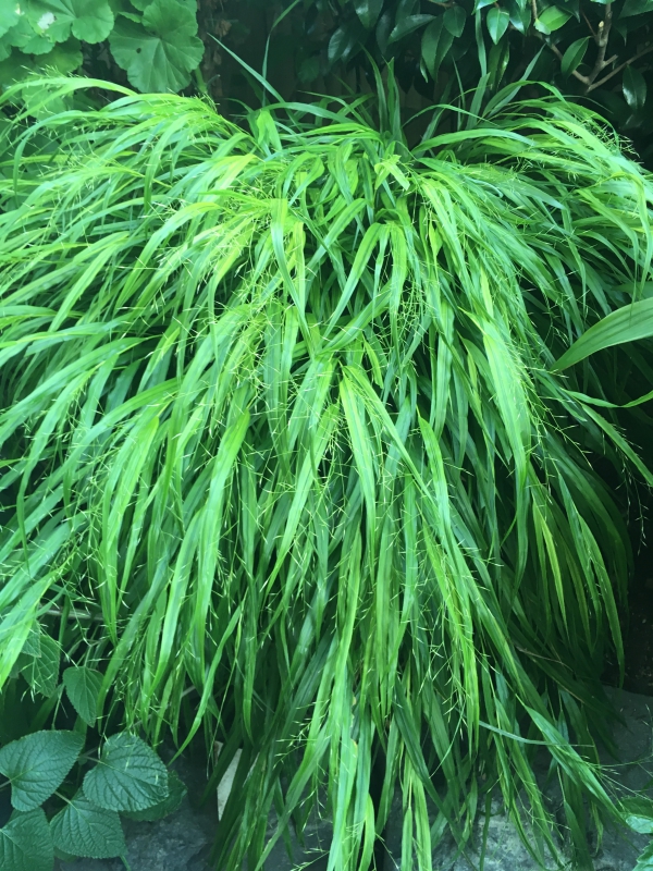 No.1077：おすすめ草花vol.11　”フウチソウ”