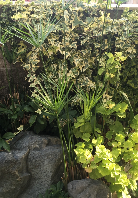 No.1079：おすすめ草花vol.12　パピルス