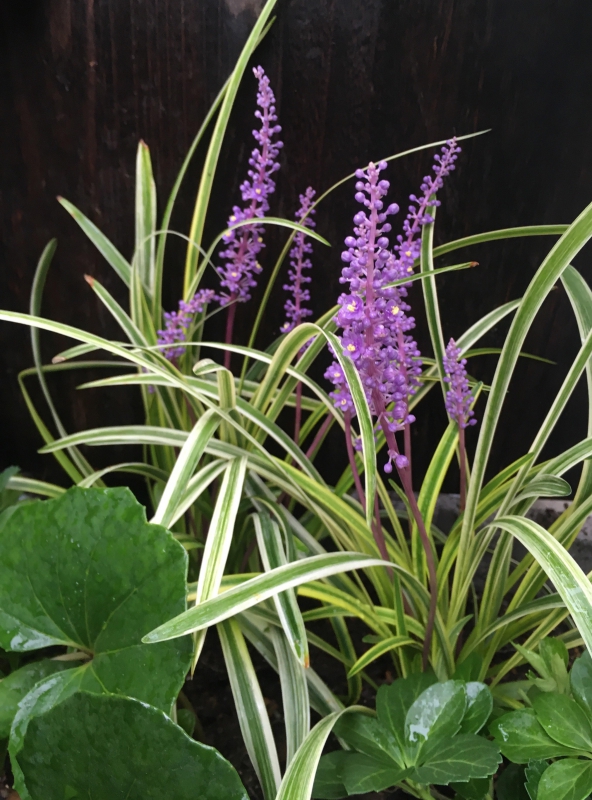 No.1080：おすすめ草花vol.13　ヤブラン