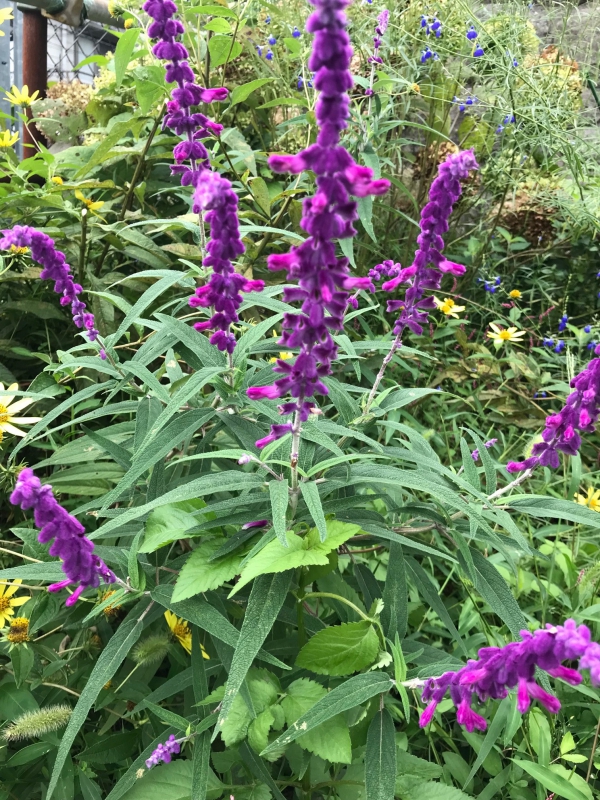 No.1081：おすすめ草花vol.14 アメジストセージ