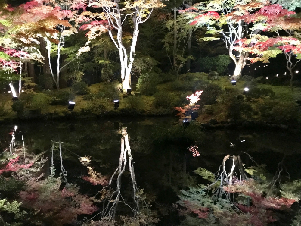 No.1084：池に映りこむイロハモミジ