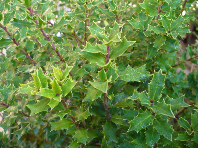 No.1087：オススメ草花vol.16　”ヒメヒイラギ”