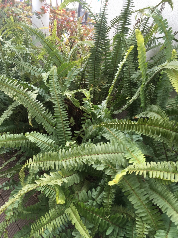 No.1092：おすすめ草花No.17”タマシダ”