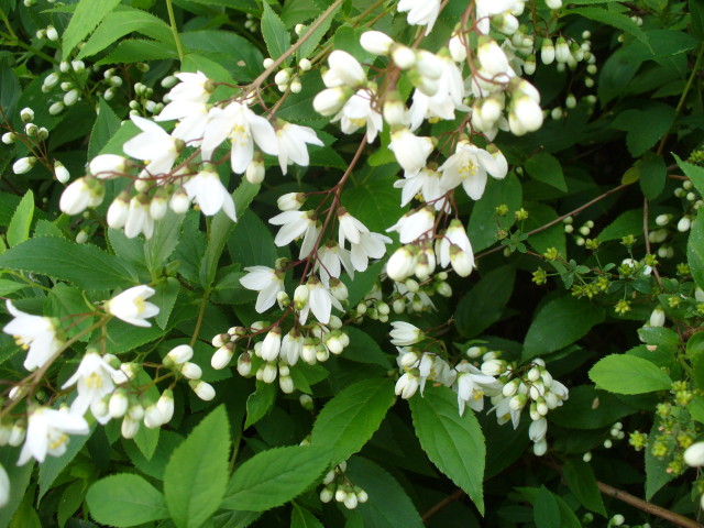 No.1095：ひめうつぎ