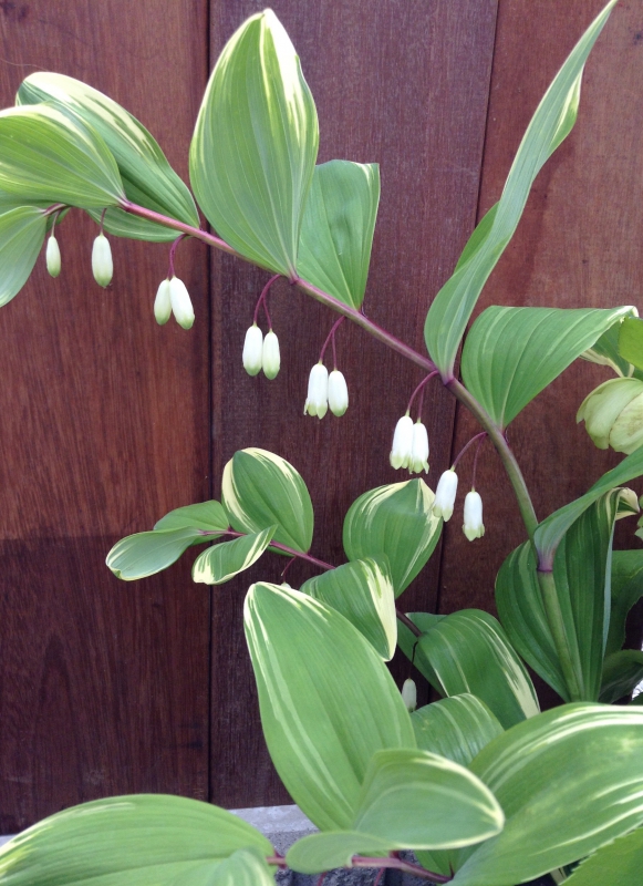 No.1097：アマドコロ