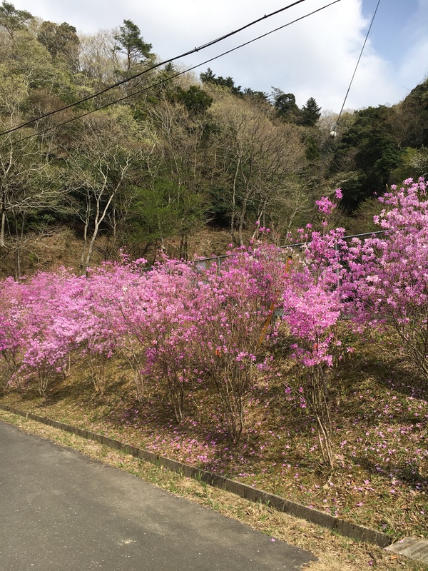 No.1098：ミツバツツジ<br>清和県民の森　千葉