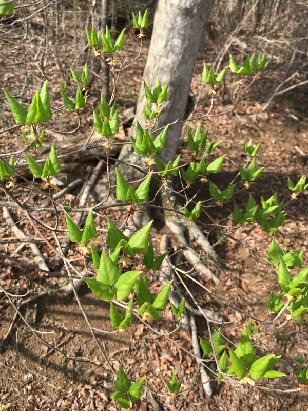 ミツバツツジの葉っぱ ミツバツツジの葉っぱ