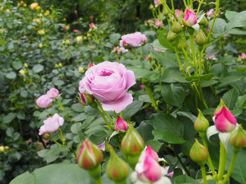 No.1099：薔薇、咲き誇る季節