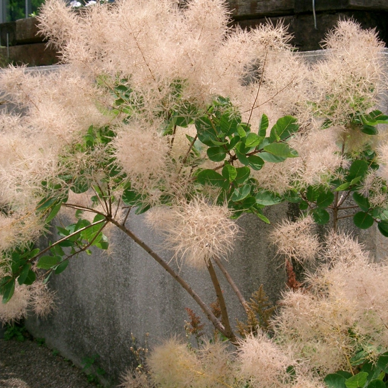 No.1101：風に舞うスモークツリー