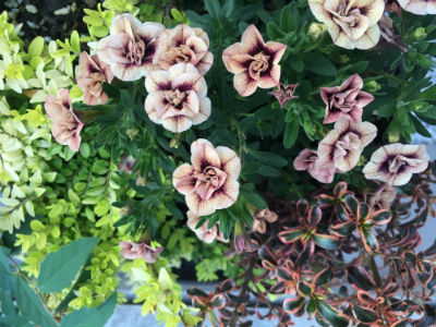 No.1106：夏の日差しにも強い“ペチュニア”