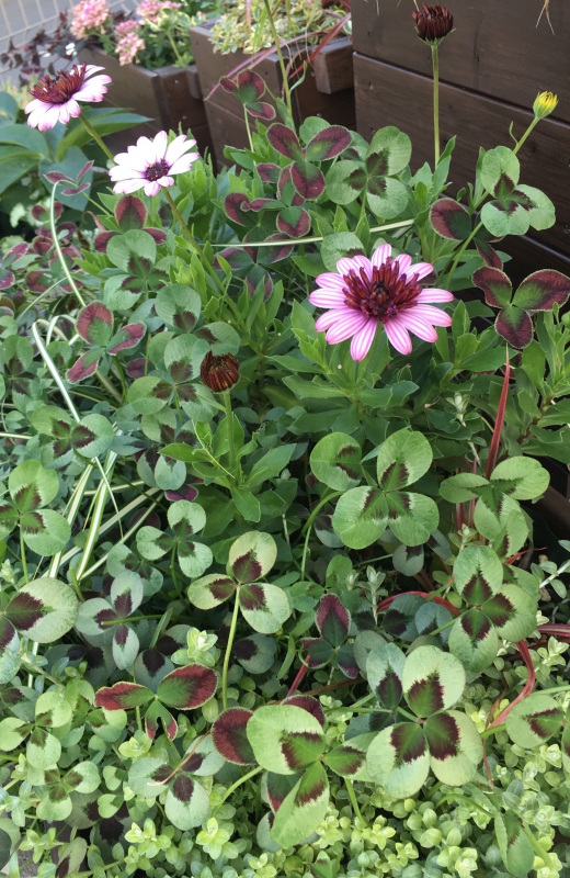 No.1107：グランドカバーに人気なクローバー