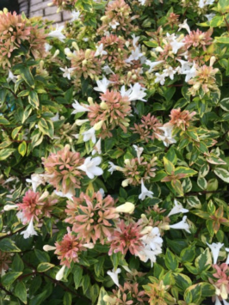 No.1108：アベリア