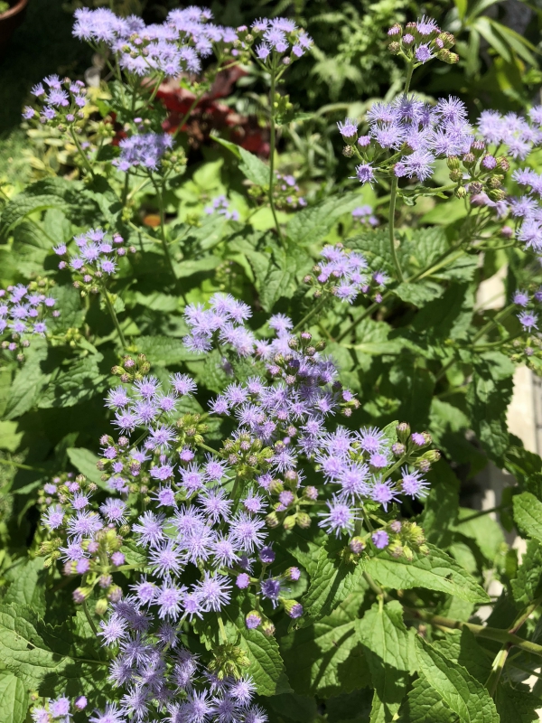 No.1112：お庭にアゲラタムを