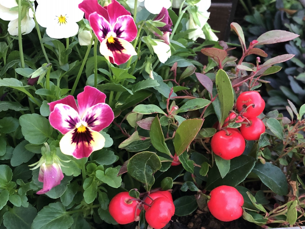 No.1116：可愛い赤い実のチェッカーベリー