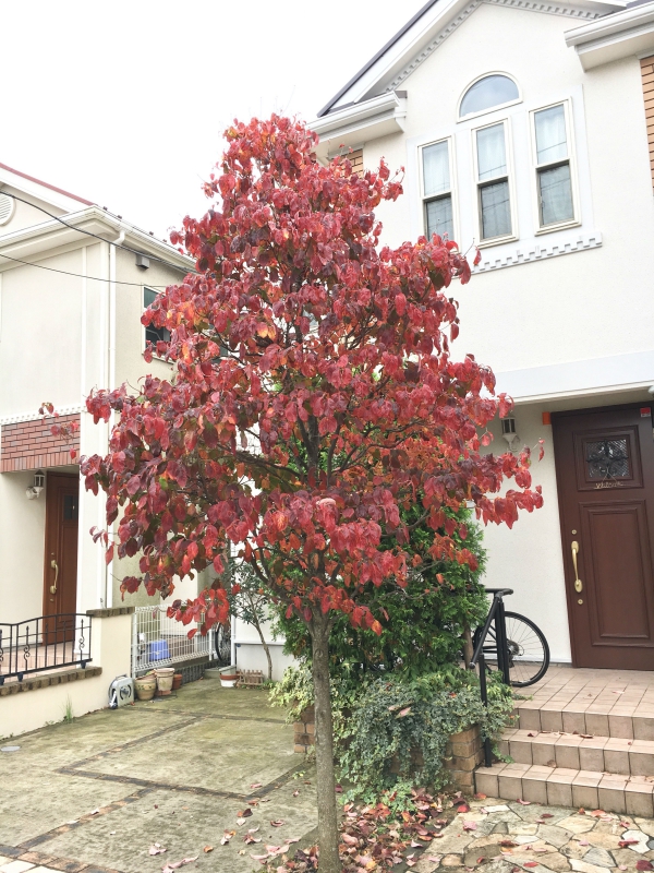 No.1117：紅葉したハナミズキ