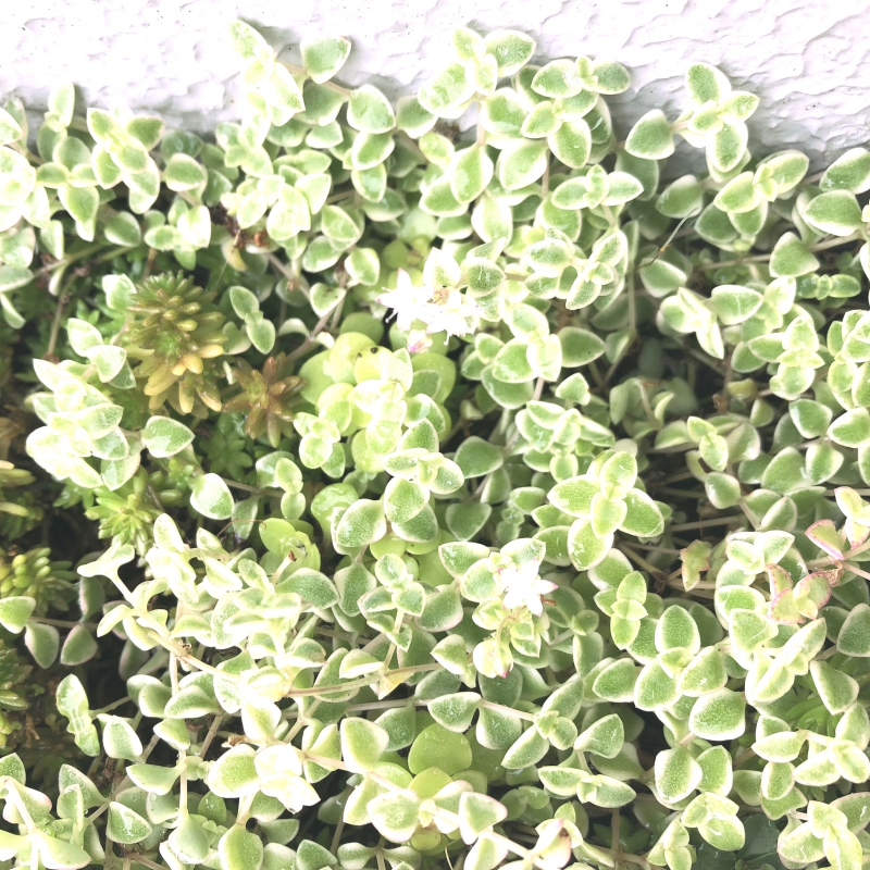 No.1118：セダム・クラッスラ”リトルミッシー