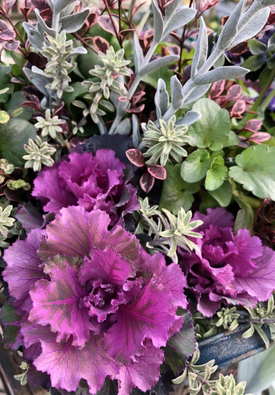 No.1120：カラーリーフ