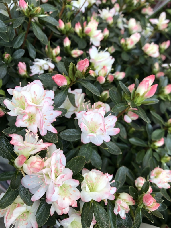 No.1121：クルメツツジ