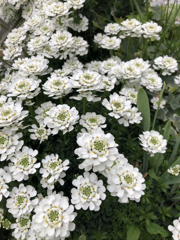 No.1122：イベリス