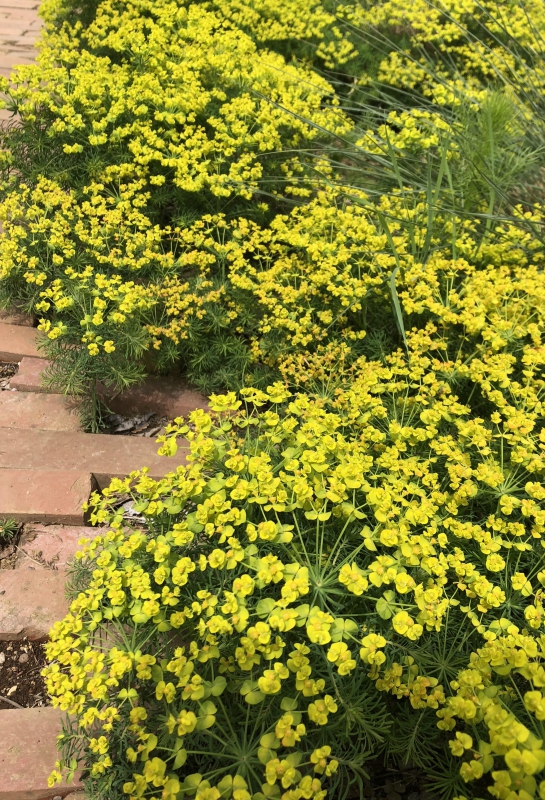 No.1127：爽やかな宿根草”ユーフォルビア”