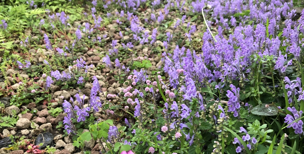 No.1129：グラベルガーデン