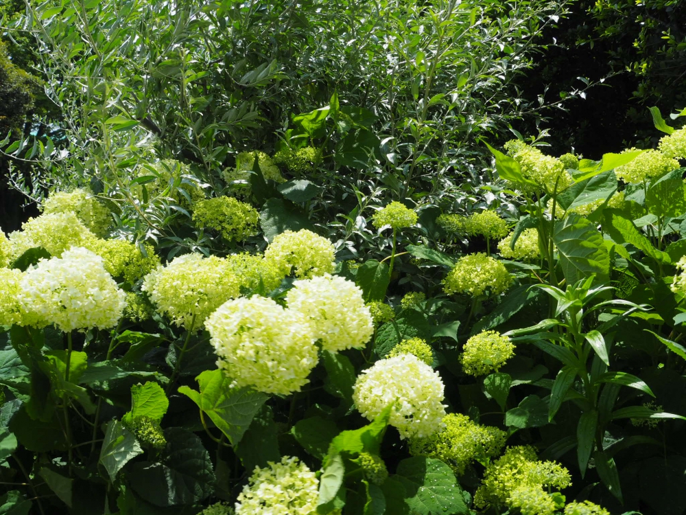 No.1133：初夏のグリーンガーデン